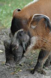 Tier- und Freizeitpark Thüle