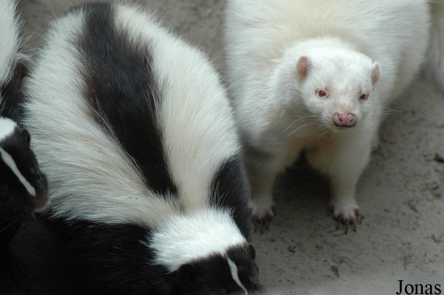 Tier- und Freizeitpark Thüle