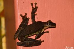 Amazone Nature Lodge