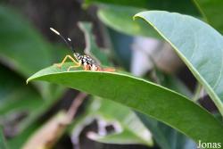Insecte non identifié