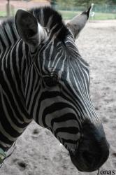 Tier- und Freizeitpark Thüle