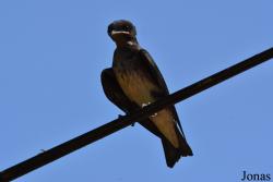Progne chalybea chalybea