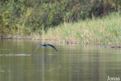 Marais de Kaw