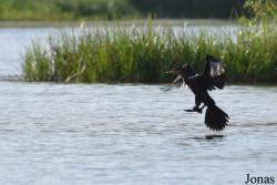 Marais de Kaw