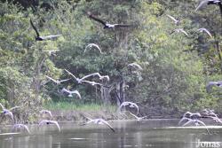 Marais de Kaw