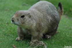 Tier- und Freizeitpark Thüle