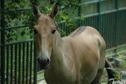 Equus hemionus luteus