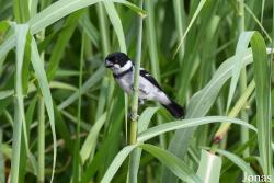 Sporophila americana americana