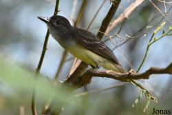 Myiarchus ferox ferox