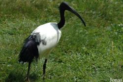 Threskiornis aethiopicus