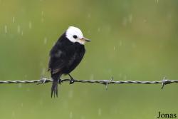 Arundinicola leucocephala