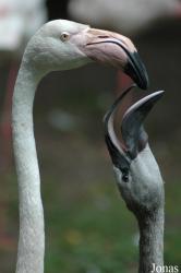 Tier- und Freizeitpark Thüle