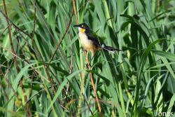 Donacobius atricapilla atricapilla