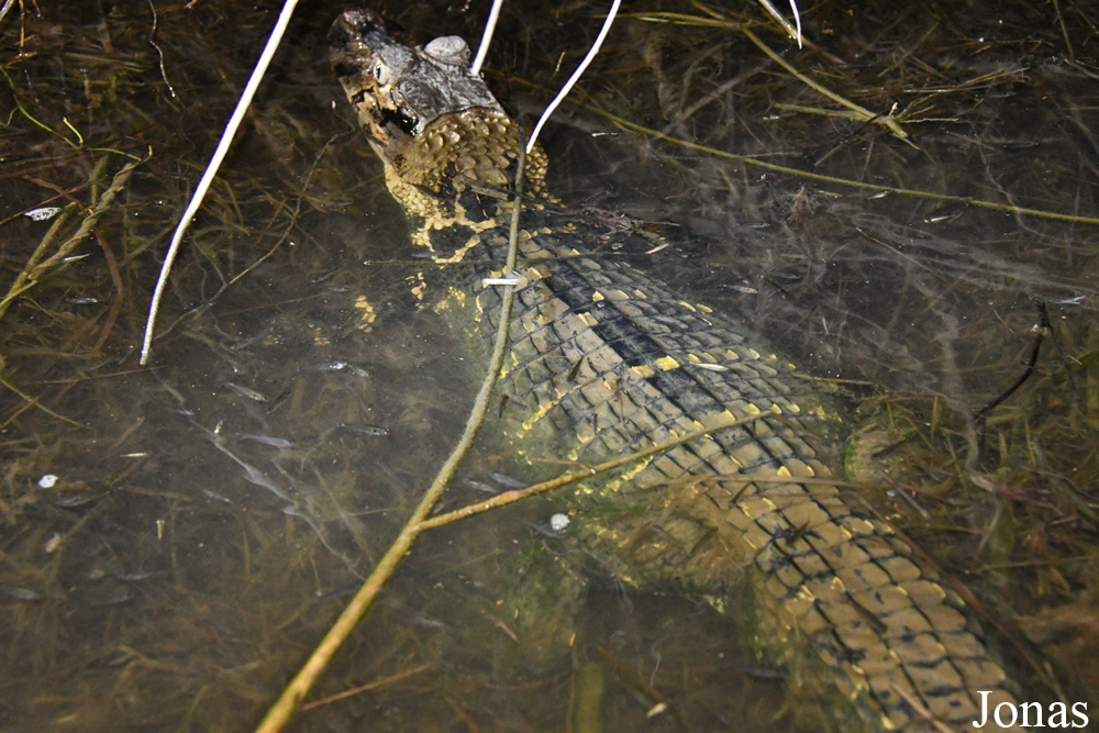 Marais de Kaw