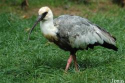 Theristicus caudatus