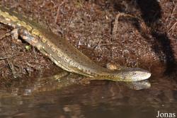 Crocodilurus amazonicus