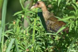Porphyrio flavirostris