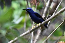 Cyanerpes caeruleus caeruleus