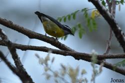 Coereba flaveola minima