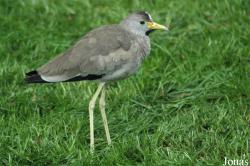 Vanellus senegallus