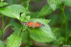 Anartia amathea