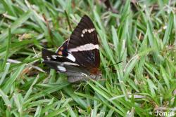 Hesperiidae