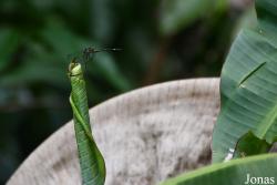 Micrathyria spinifera