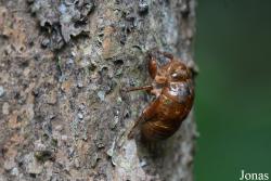 Cicadidae