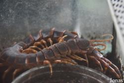 Scolopendra gigantea