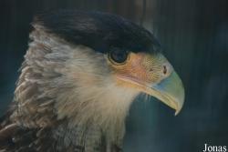 Caracara plancus