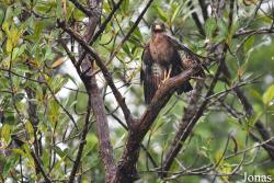 Buteogallus aequinoctialis