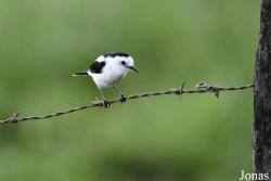 Fluvicola pica