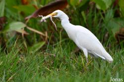 Bubulcus ibis ibis