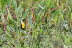 Chrysomus icterocephalus icterocephalus