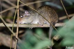 Makalata didelphoides