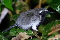 Formicivora grisea grisea