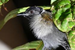 Sakesphorus canadensis canadensis