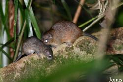 Eumysopinae