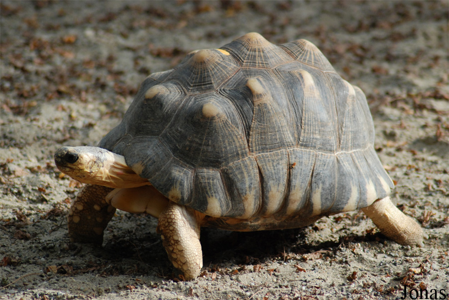 Parc Zoologique et Botanique de Mulhouse
