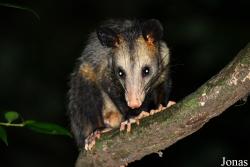 Didelphis marsupialis