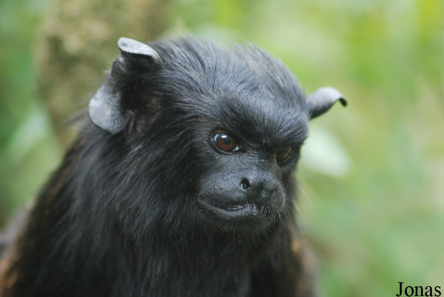 Parc Zoologique et Botanique de Mulhouse
