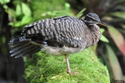 Eurypygiformes