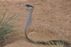 Otidiformes