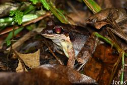 Leptodactylus mystaceus