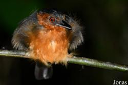 Percnostola rufifrons rufifrons