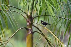 Icterus cayanensis