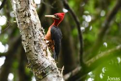 Campephilus rubricollis rubricollis