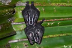 Uroderma bilobatum bilobatum