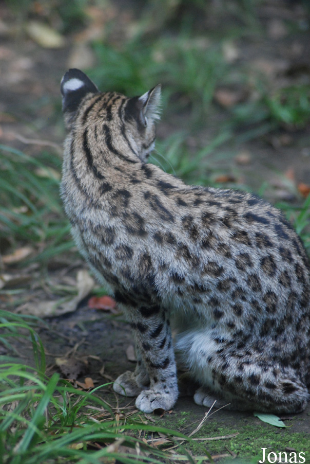 Parc Zoologique et Botanique de Mulhouse