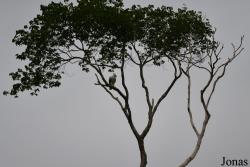 Mont Paramana